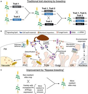 Mini-review: Lipid flippases as putative targets for biotechnological crop improvement